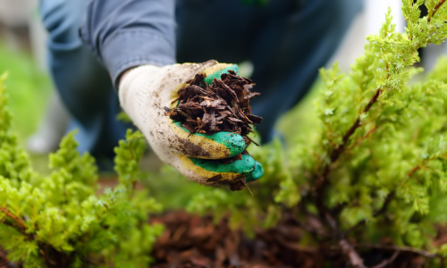 A closeup of brown mulch in a gardeners hand.