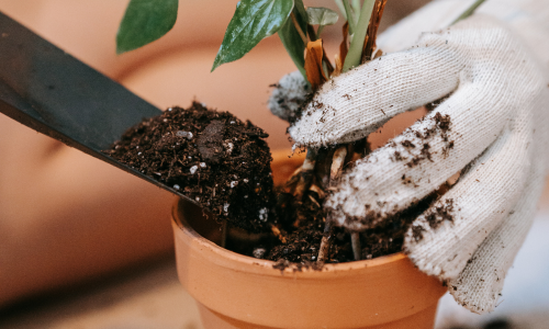 Soil being transferred to a potted plant.